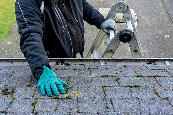 Worker with teal gloves on a ladder inspecting a moss and algae covered residential roof